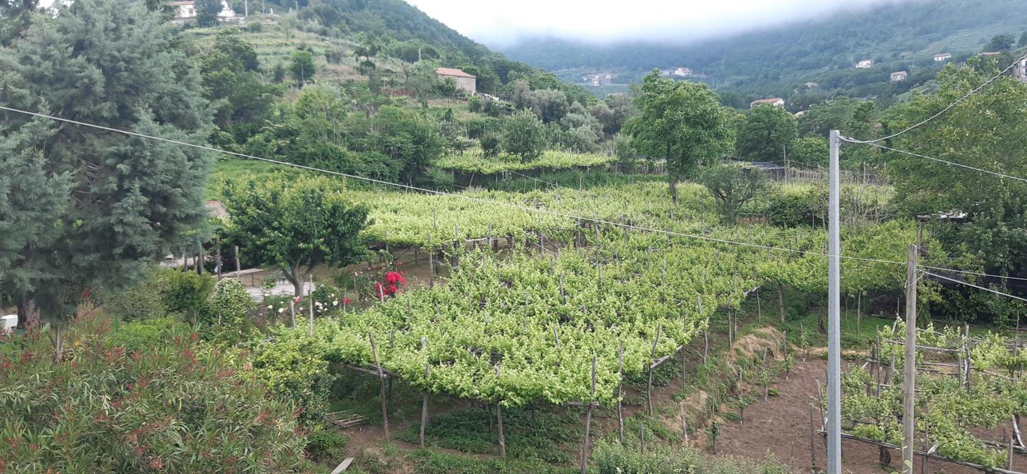 Agriturismo Mare E Monti Hostal Tramonti Exterior foto